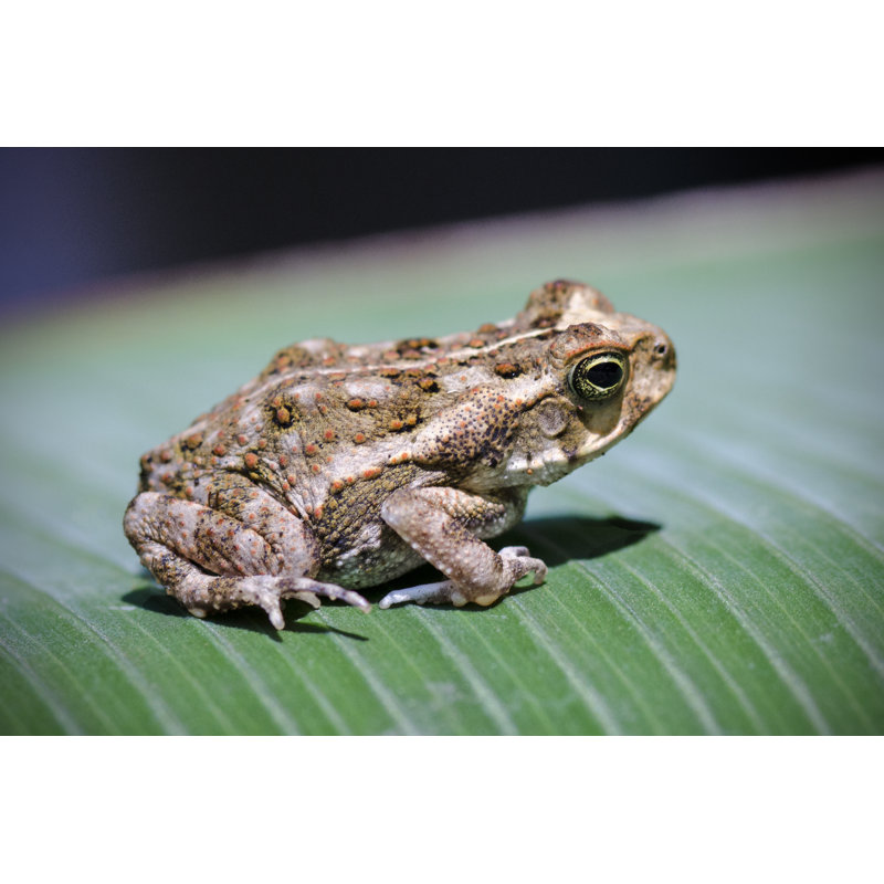 «Young Cane Toad» par Nnehring, H 32 po x l 48 po