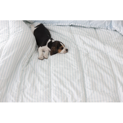 Sleepy Puppy par Aleaimage
