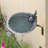 Scallop Shell Birdbath with Wall Mount Bracket