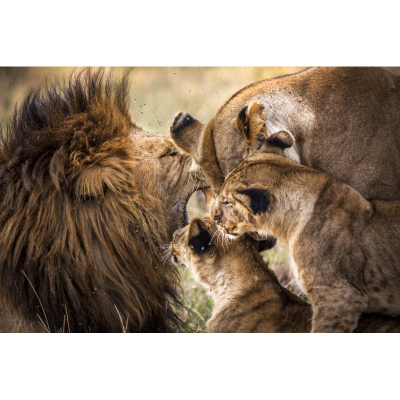 «Lion Family Greeting» par Nicolamargaret, H 32 po x l 48 po