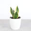 Live Laurentii Snake Plant in Classic Pot-49662189