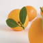FAUX ORANGES 5 "ASSORTIS, ENSEMBLE DE 6