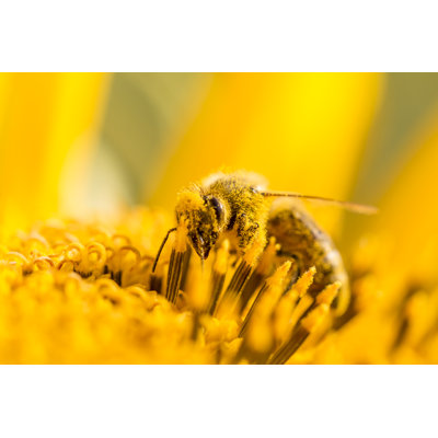 Xamiera Honey Bee - Wrapped Canvas Print