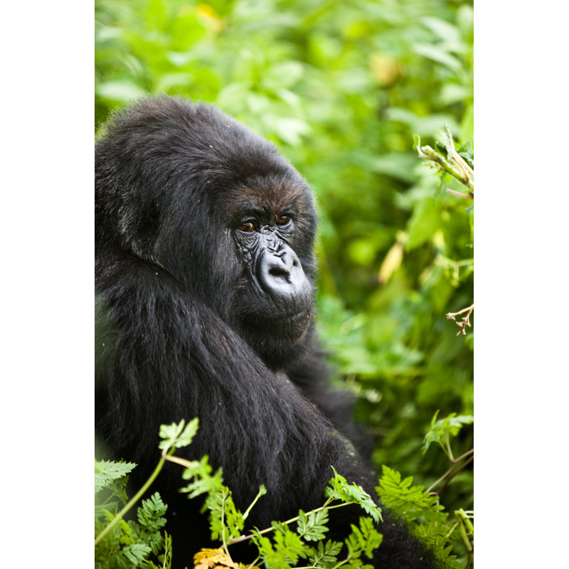 Gorilla In Rwanda - Wrapped Canvas Print, 122cm H x 81cm W x 3.8cm D
