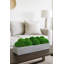 Nature's Nostalgia Moss Plant in Fiberstone Planter-1850721373-1824800356