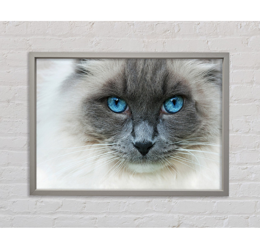 Ragdoll Katze Gesicht Gerahmter Druck