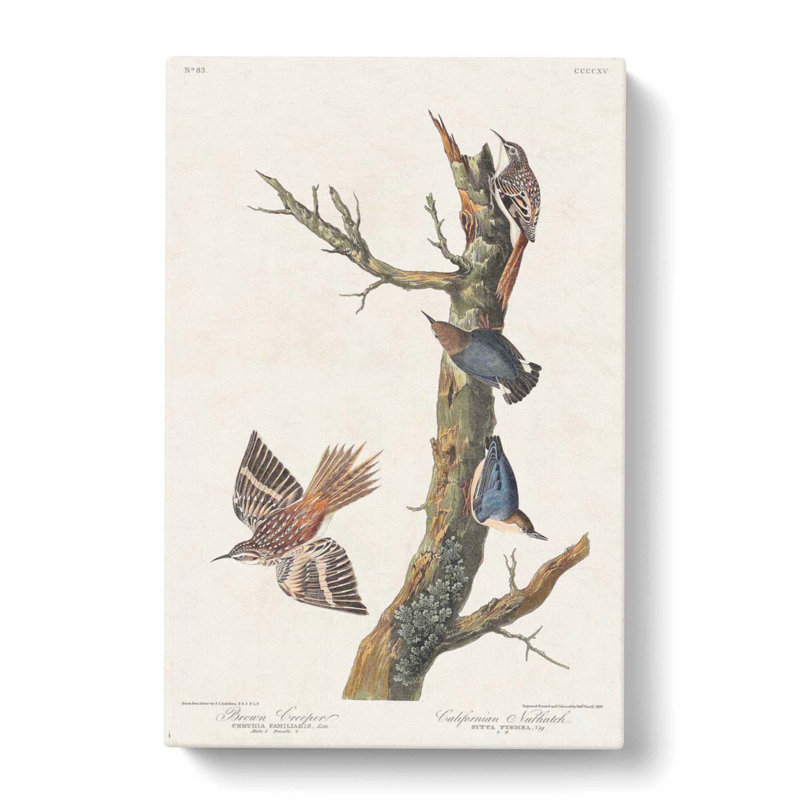 Nuthatch & Creeper Birds by John Audubon - Wrapped Canvas, 76cm H x 50cm W x 3cm D