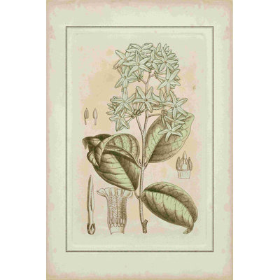Botanique teintée III