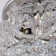 42" Ceiling Fan With Crystal Accents & Remote Control