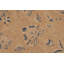 Tapis unique bleu / brun clair / brun clair de 9 pi x 11 pi 7 po par Arshs Fine Rugs