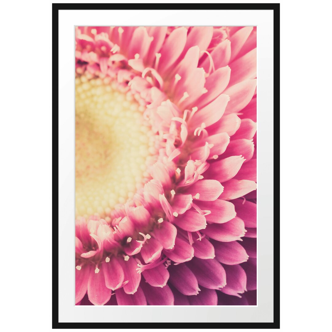 Gerahmtes Poster Wunderschöne Gerbera Blüte