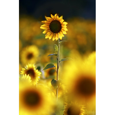 Above The Crowd - No Frame Print on Canvas