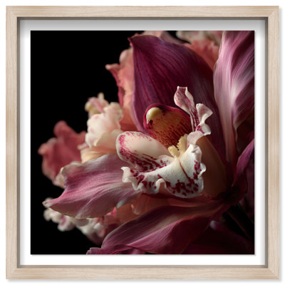 Velvet Labellum Print by Oliver Gal