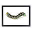Illustration of a Green Caterpillar - Picture Frame Graphic Art Print-55641488-55641492