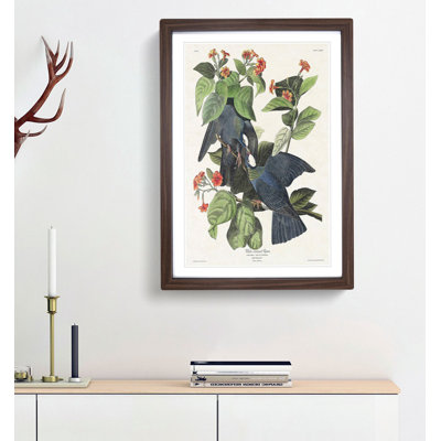 White-Crowned Pigeons by John Audubon - Picture Frame Painting Print