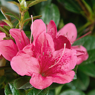 1 Gallon Autumn Cheer Encore Azalea - Reblooming Evergreen Shrub with Deep Pink Flowers