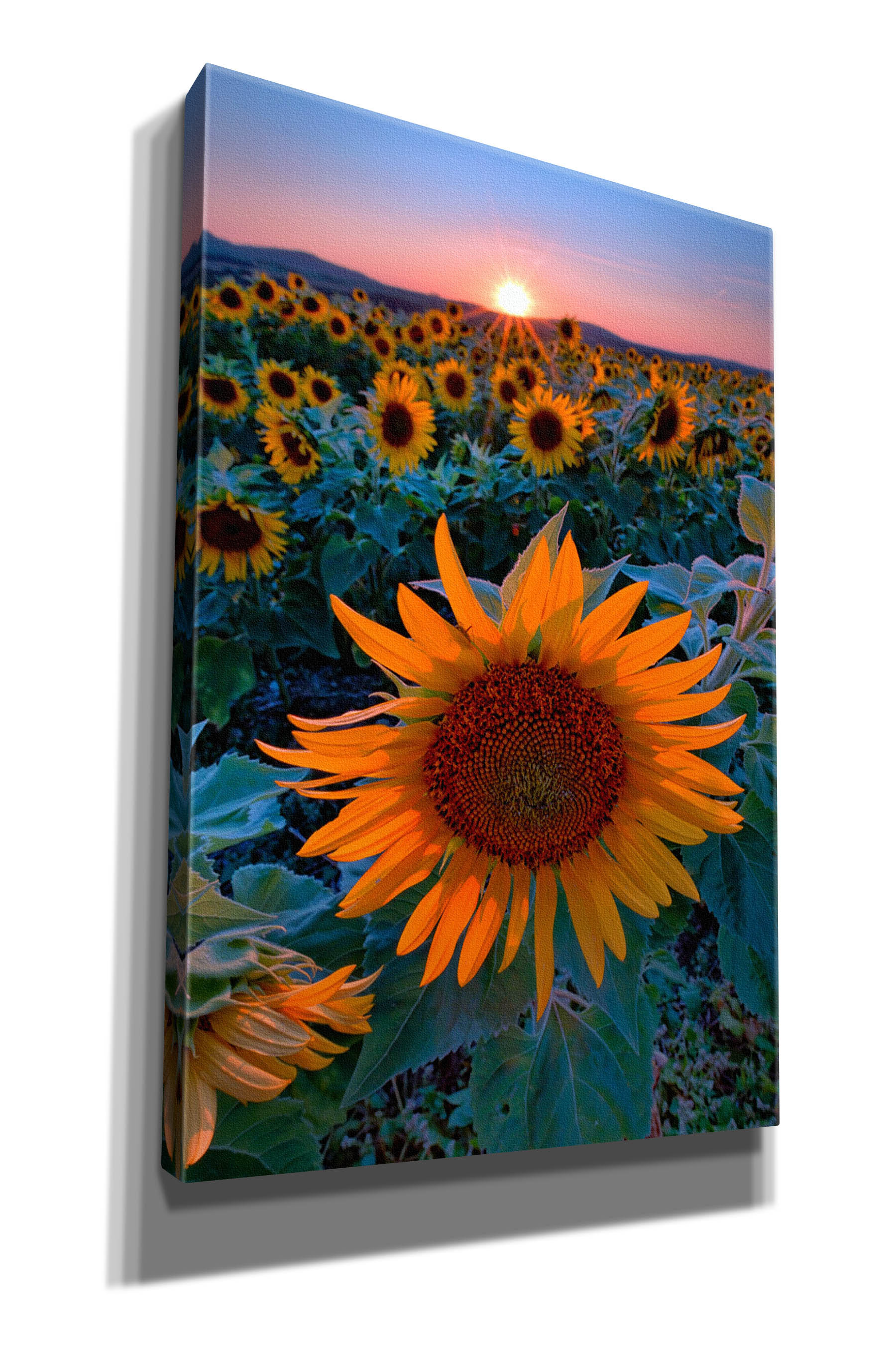 Gracie Oaks Sunflower Sunset On Canvas By Rick Berk Print Wayfair 8997