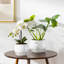 TYHPOT Ceramic Pot Planter-659570