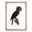 Palm Cockatoo by F. Levaillant - Picture Frame Painting Print-55578362-55578365