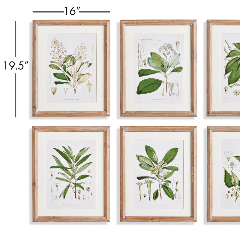 Classic Flower and Leaf Study Prints