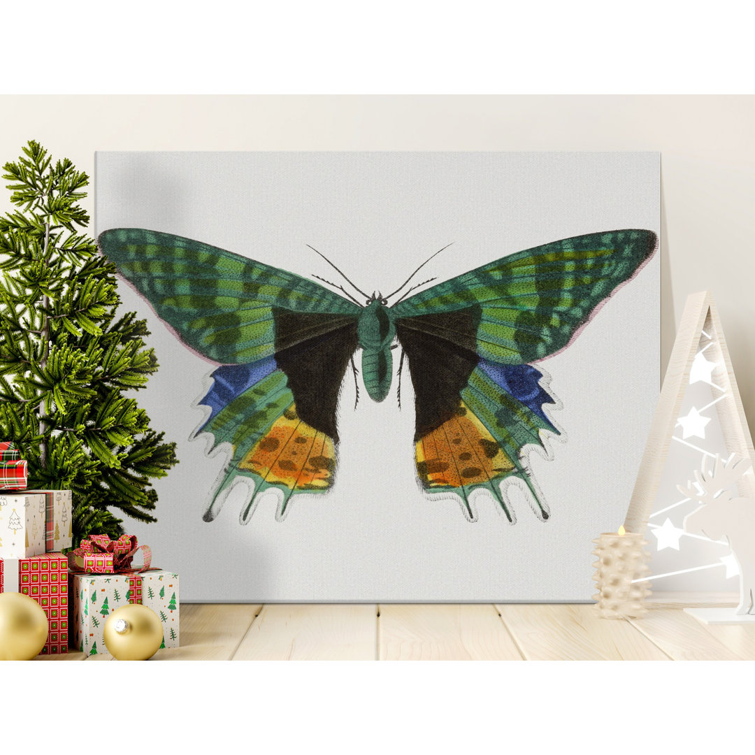 Butterfly Canvas Wall Art, Gallery Wrapped Matte Print, Ready to Hang, Archival Quality, Vintage Insect Art, Modern Decor, Statement Piece