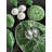 Natura 3 Part Dish