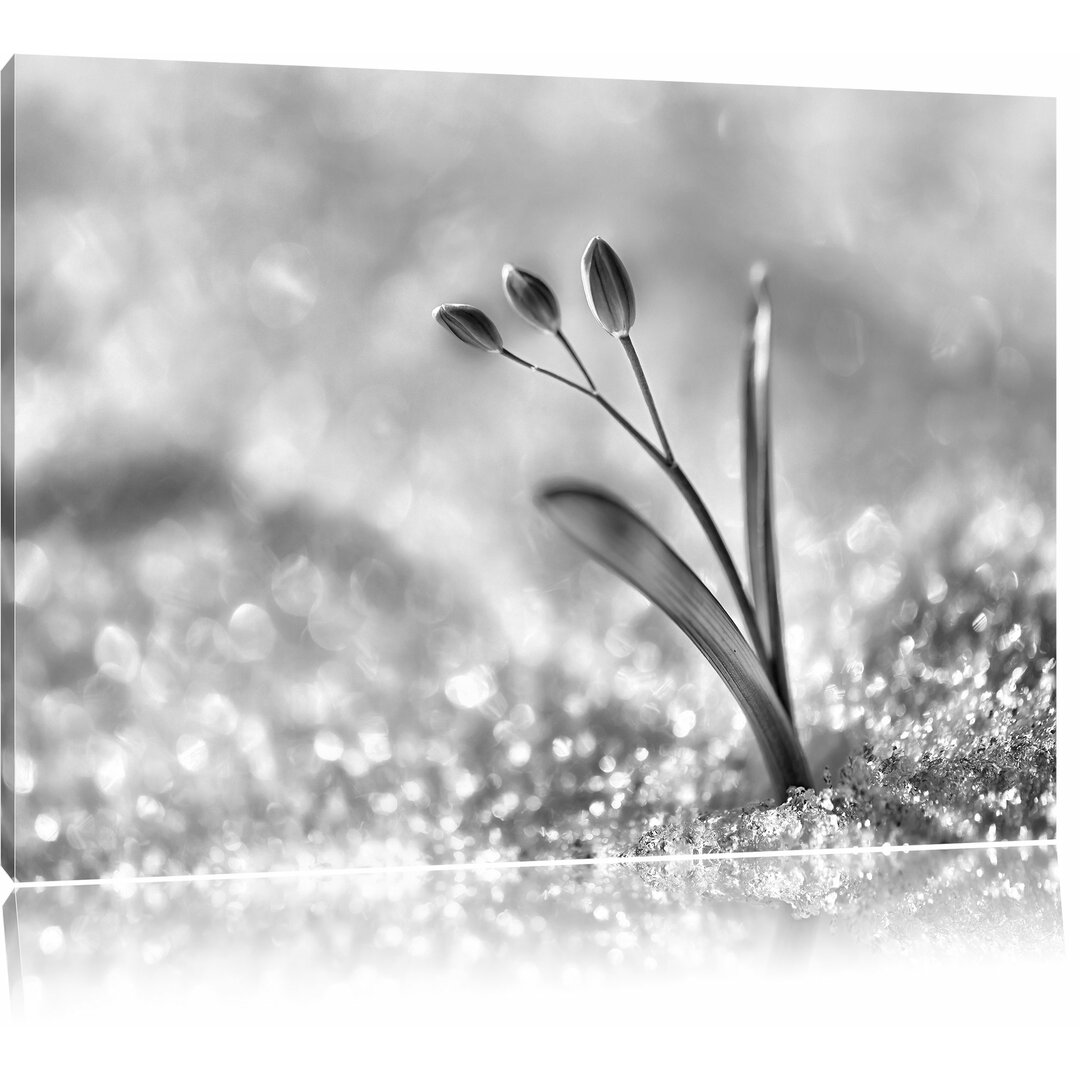 Leinwandbild Blaue Knospen im Schnee in Monochrom