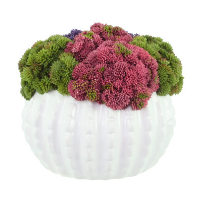 Assortiment de rangement Sedum