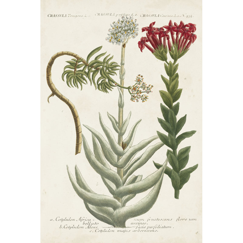 Botanical Varieties I by Weinmann - Painting, 122 cm H x 81 cm W, Wrapped Canvas