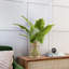 Philo Leaves in Jute Wrapped Glass Vase