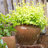 Kameera Pot Planter-1342208165
