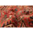 Sarabi Dark Copper Rug 7'9" x 10'8"
