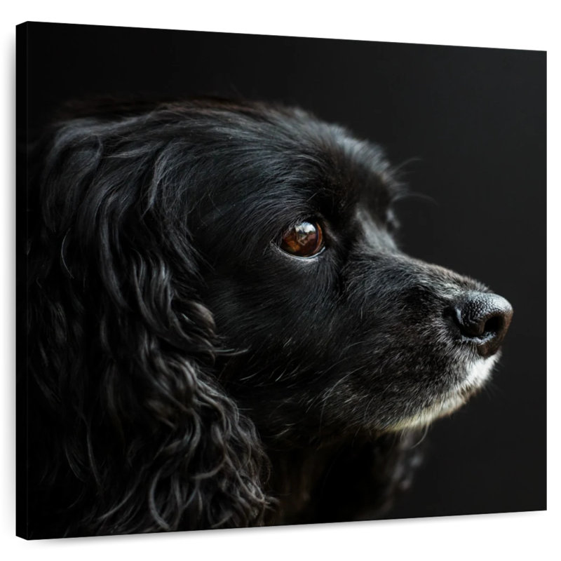 Crowle Cocker Spaniel Portrait, 10" H x 10" W