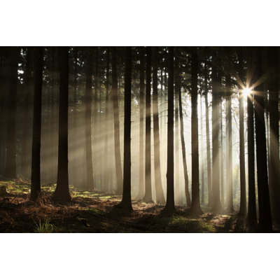 " Misty Coniferous Forest "