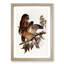 Boobook Owls by Elizabeth Gould - Picture Frame Painting Print-55513159-55513158