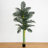 Golden Cane Palm Tree