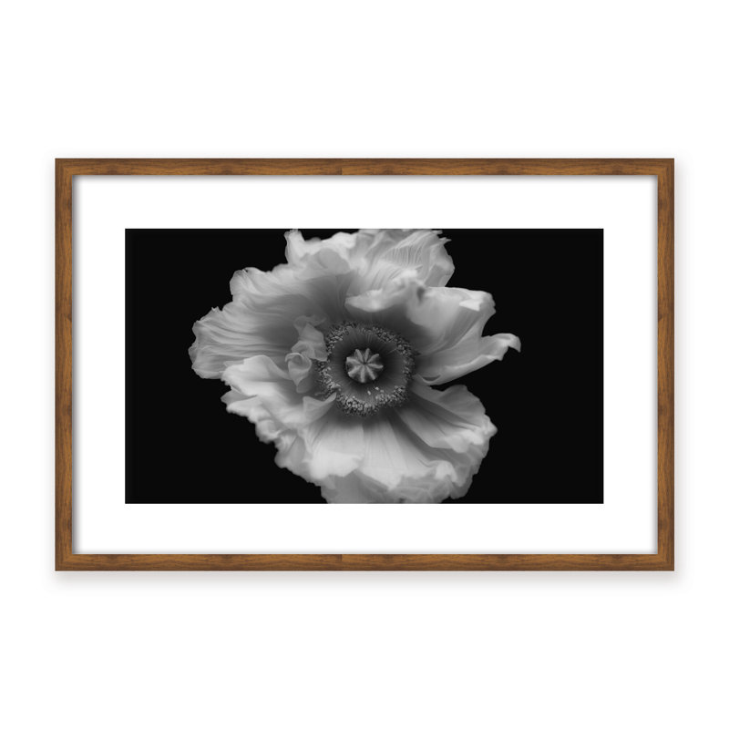 Nature Inspired Poppy in Mono by  - Picture Frame Photograph on Paper, Framed Canvas, 32" H x 48" W x 2.375" D, Brown