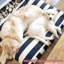 Lit pour animaux Majestic-9205640-9205638
