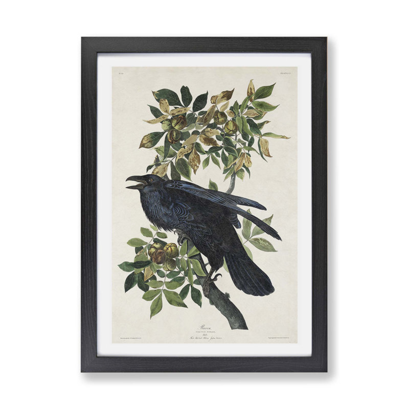 Raven by John James Audubon - Framed Print, Black, 24cm H x 33cm W x 2cm D