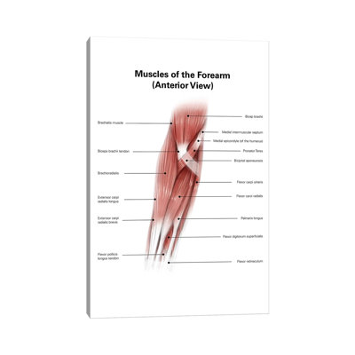 " Diigital Illustration Of Muscles Of The Forearm, Anterior View " by Alan Gesek
