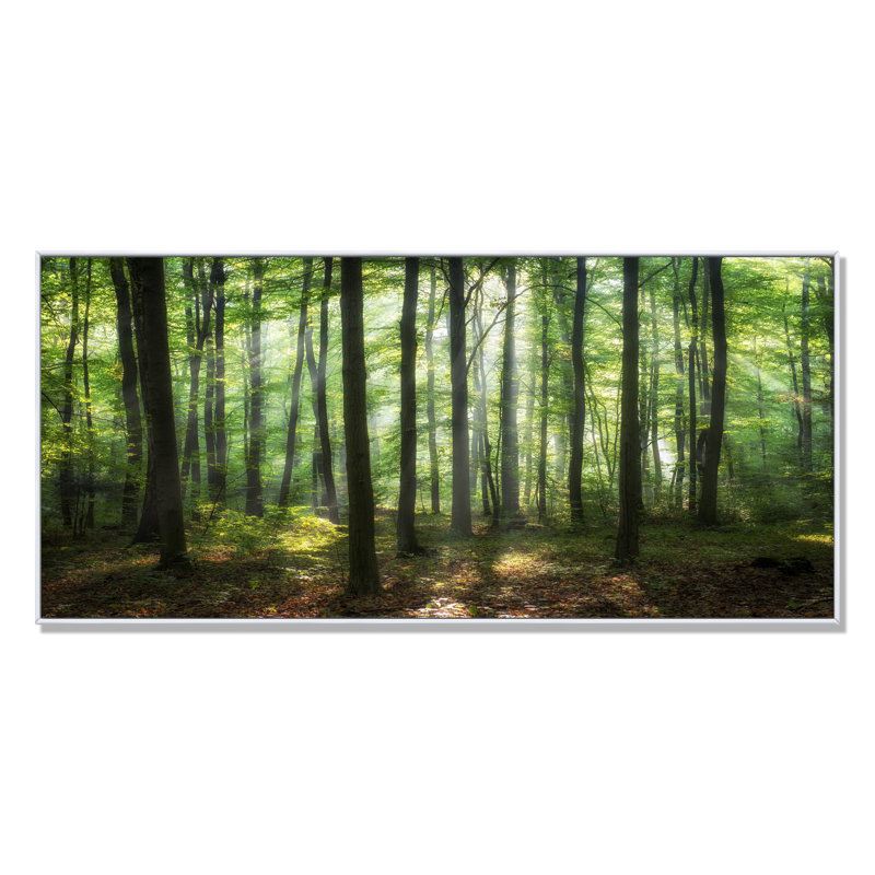 «Sunny Morning Magic Forest IV» - photographie sur toile, H 8 po x l 12 po x P 1 po, Cadre blanc