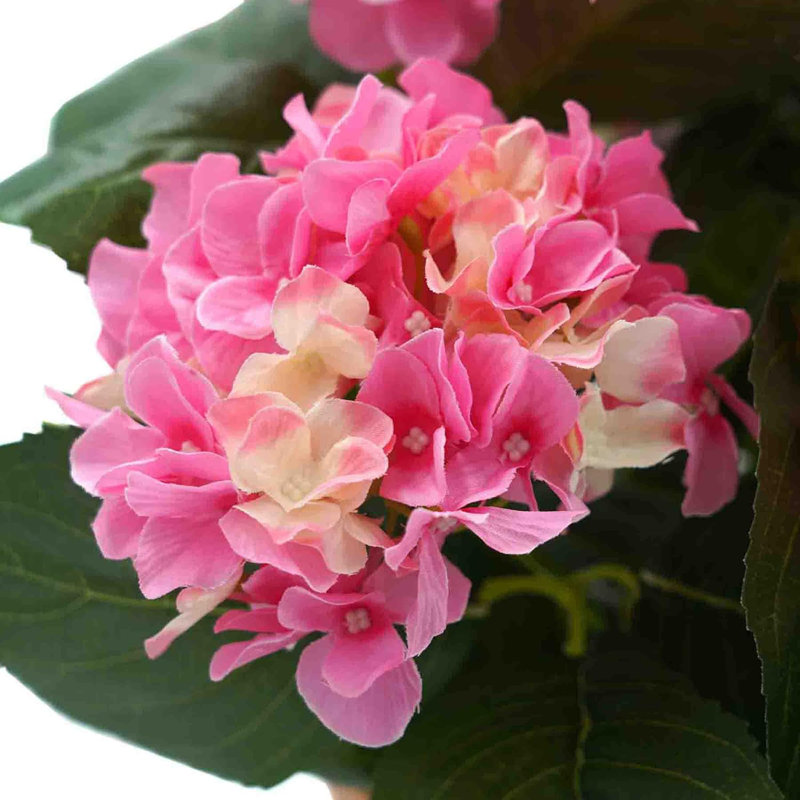 Premium Quality Artificial Hydrangea Flower Bush in Black Pot (50cm) with Nine Flower Clusters, Pink