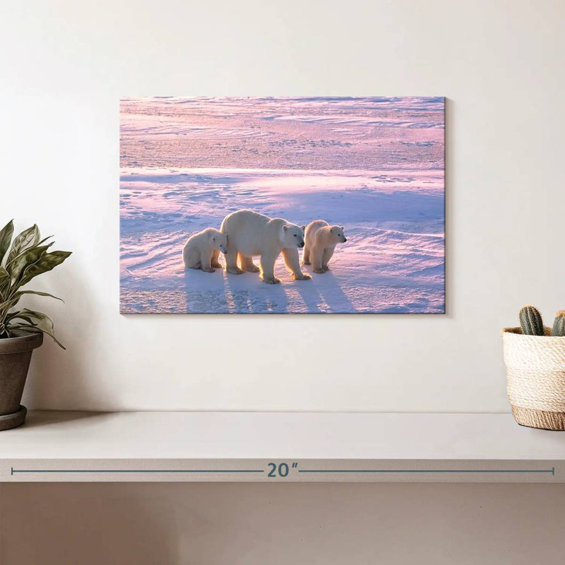 Brampt Canadian Polar Bears