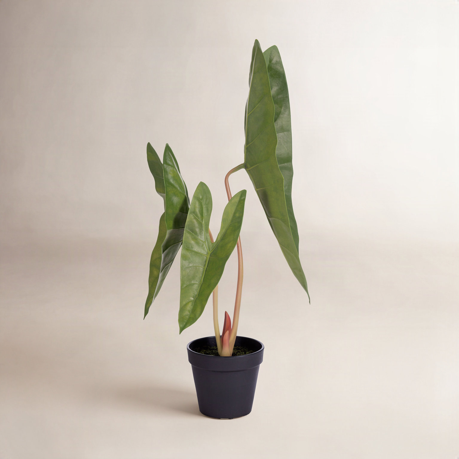 20" Alocasia Aequiloba Potted Plant.