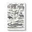 Study of Mammals LV by Oliver Goldsmith - Wrapped Canvas Drawing - Wrapped Canvas-55339795