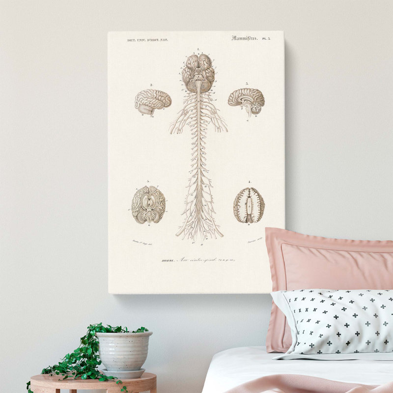 Human Brain Illustration by Charles D' Orbigny - Wrapped Canvas Drawing Print, 50cm H x 35cm W x 3cm D