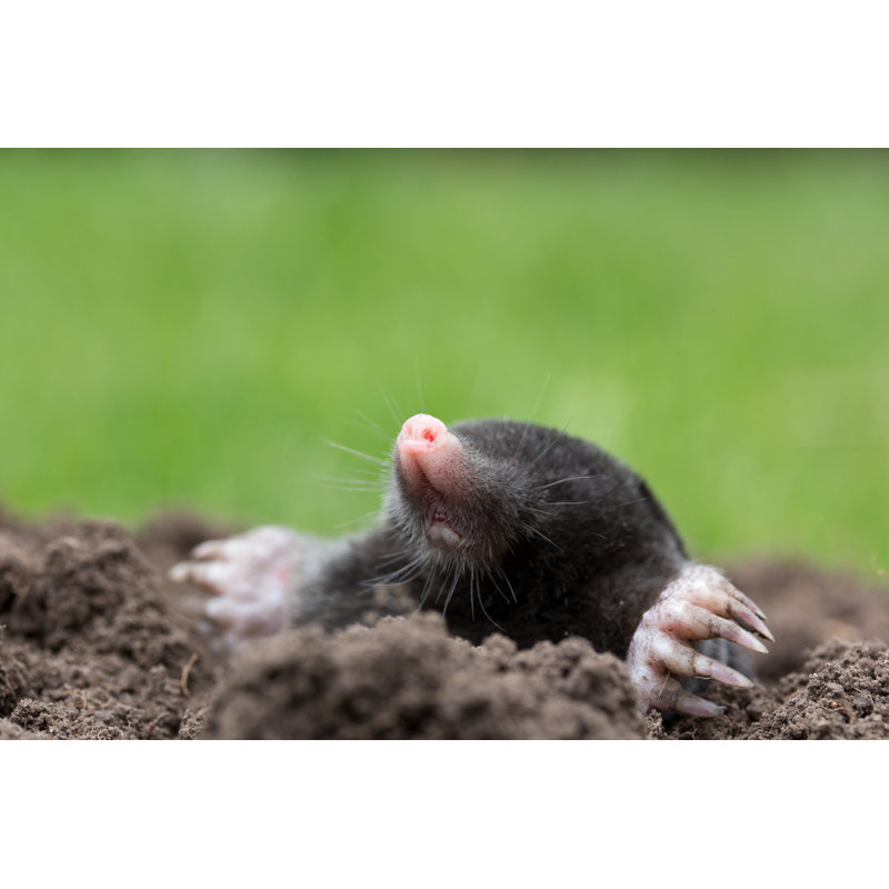 Curious Mole par Juefra - Photographie sur toile tendue, H 8 po x l 12 po