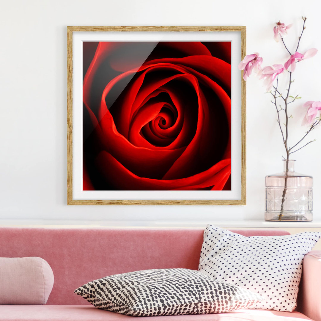 Gerahmtes Poster Lovely Rose