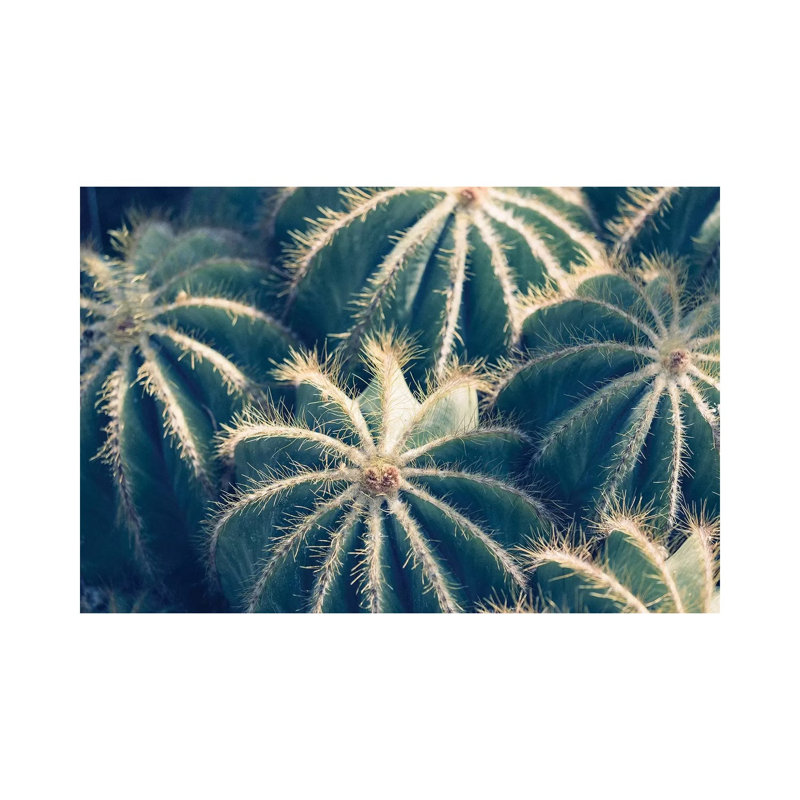 Cactus Garden II by Ann Hudec - Wrapped Canvas Print, 20.32 cm H x 30.48 cm W