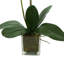 Kora Orchid Arrangement